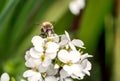 Bee pollinates white small flowers in the field. Royalty Free Stock Photo