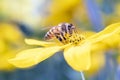 Bee pollinates a yellow blossom