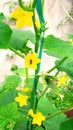 A bee pollinates a yellow cucumber flower. The cucumber plant blooms with yellow flowers. Growing gherkins outdoors in raised beds