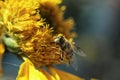 a bee pollinates a yellow flower. close-up

Ã¯Â¿Â¼ Royalty Free Stock Photo