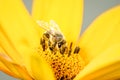 Bee. The bee pollinates a yellow flower of Heliopsis. Closeup. Pollinations of concept. Closeup Royalty Free Stock Photo