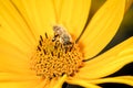 Bee. The bee pollinates a yellow flower of Heliopsis. Closeup. Pollinations of concept. Closeup Royalty Free Stock Photo