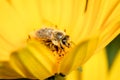 Bee. The bee pollinates a yellow flower of Heliopsis. Closeup. Pollinations of concept. Closeup Royalty Free Stock Photo