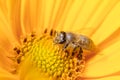 Bee pollinates yellow flower. Royalty Free Stock Photo