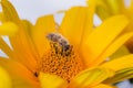 Bee pollinates yellow flower/pollination of a yellow flower by a bee Royalty Free Stock Photo