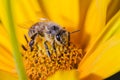 Bee pollinates yellow flower/pollination of a yellow flower by a bee Royalty Free Stock Photo