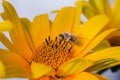 Bee pollinates yellow flower/pollination of a yellow flower by a bee Royalty Free Stock Photo