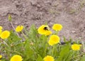 Bee pollinates yellow flower, spring, field Royalty Free Stock Photo