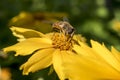 Bee pollinates a yellow flower in the summer Royalty Free Stock Photo