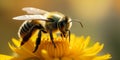 A bee pollinates a yellow flower on a sunny spring or summer day Royalty Free Stock Photo