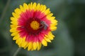 Bee pollinates a yellow-red Firewheel close-up