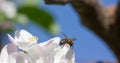 Bee pollinating apple blossoms. A bee collecting pollen and nectar from a apple tree flower. Macro shot with selective Royalty Free Stock Photo