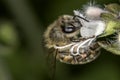 Bee pollinating basil flower extreme close up Royalty Free Stock Photo