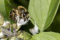 Bee pollinating basil flower extreme close up