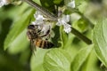 Bee pollinating basil flower extreme close up Royalty Free Stock Photo