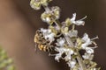 Bee pollinating basil flower extreme close up Royalty Free Stock Photo