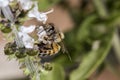 Bee pollinating basil flower extreme close up Royalty Free Stock Photo