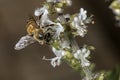 Bee pollinating basil flower extreme close up Royalty Free Stock Photo