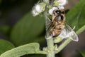Bee pollinating basil flower extreme close up Royalty Free Stock Photo