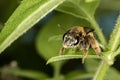 Bee pollinating basil flower extreme close up Royalty Free Stock Photo