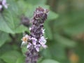 A Bee Pollinating a Basil Flower in the Garden Royalty Free Stock Photo