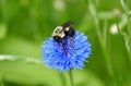 A bee pollinating a beautiful blue Bachelor`s Button flower Royalty Free Stock Photo