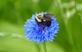 A bee pollinating a beautiful blue Bachelor`s Button flower Royalty Free Stock Photo