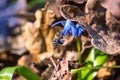 Bee pollinating the blooming blue snowdrop flower covered with oak leaf