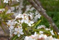 Bee pollinating a blooming orange flower for nature symbiosis