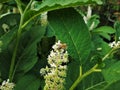 Bee pollinating blossoms of Phytolacca esculenta plant