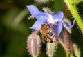 Bee pollinating Blue Purple Starflower Borago Officinalis Royalty Free Stock Photo