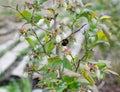 Bee pollinating blueberry blossoms Royalty Free Stock Photo