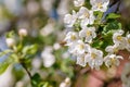 Bee pollinating branch of spring apple tree with white flowers Royalty Free Stock Photo