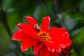 Bee pollinating a bright red flower