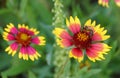 A bee pollinating a bright red and yellow Indian Blanket flower