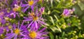 bee pollinating bright violet wild flowers super bloom isolated Royalty Free Stock Photo