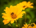 Bee pollinating a bright yellow flower