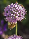 Bee pollinating Broadleaf Wild Leek Royalty Free Stock Photo