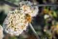 Bee pollinating California Buckwheat Eriogonum fasciculatum wildflowers, California