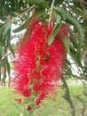 Bee Pollinating Callistemon Citrinus Plant Blossoming in South Daytona Royalty Free Stock Photo