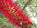 Bee Pollinating Callistemon Citrinus Plant Blossoming in South Daytona Royalty Free Stock Photo