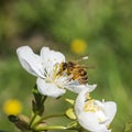 Bee pollinating cherry beautiful flower close up