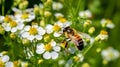 A bee pollinating a cluster of wildflowers Royalty Free Stock Photo
