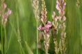 Bee pollinating a common sainfoin flower Royalty Free Stock Photo