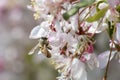 Bee pollinating crabapple blossoms, side view