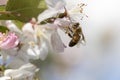 Bee pollinating crabapple blossoms, side view