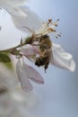 Bee pollinating crabapple blossoms, side view