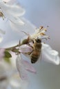 Bee pollinating crabapple blossoms, side view