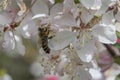 Bee pollinating crabapple blossoms, side view