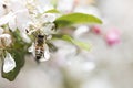 Bee pollinating crabapple blossoms, top view